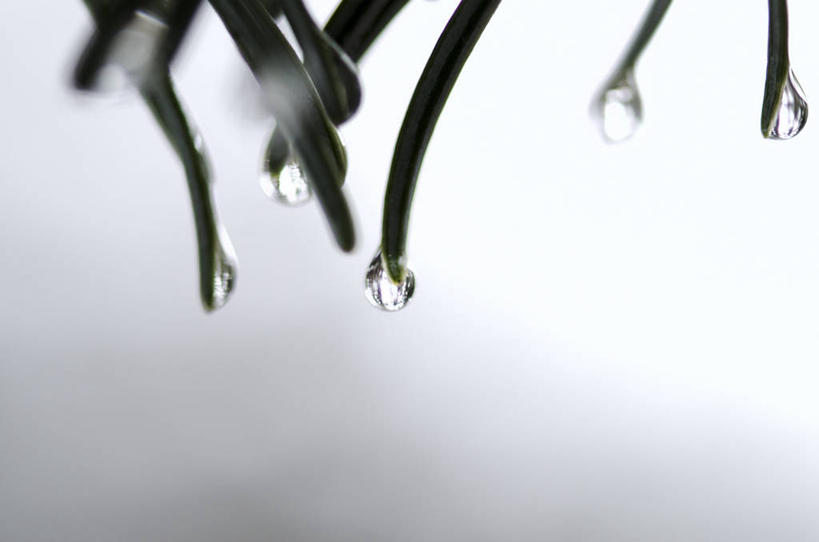 无人,横图,室外,特写,白天,水,松树,美国,半透明,反射,水滴,摄影,简单,内华达州,松木,彩图