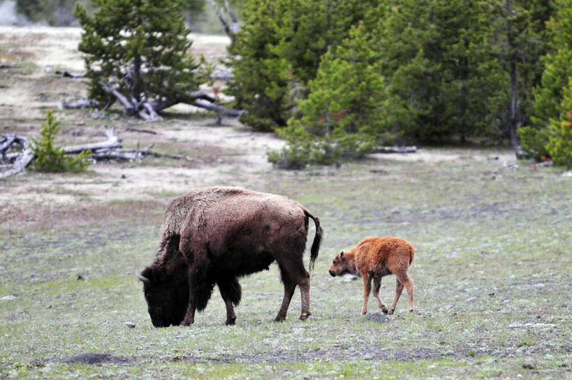 无人,站,横图,室外,白天,侧面,牧场,野生动物,美国,田地,草,动物,两只,摄影,北美,北美洲,美洲,美洲野牛,怀俄明,黄石公园,北亚美利加洲,亚美利加洲,彩图,美利坚合众国,联合国教科文组织