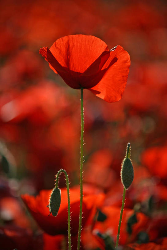 无人,竖图,室外,特写,白天,美景,日光,英国,景观,田地,茎,花蕾,花瓣,红色,自然,景色,摄影,脆弱,清新,自然风光,逆光,默西赛德郡,彩图