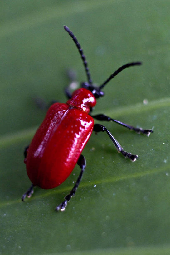 无人,竖图,特写,野生动物,叶子,美国,昆虫,红色,自然,摄影,甲虫,彩图