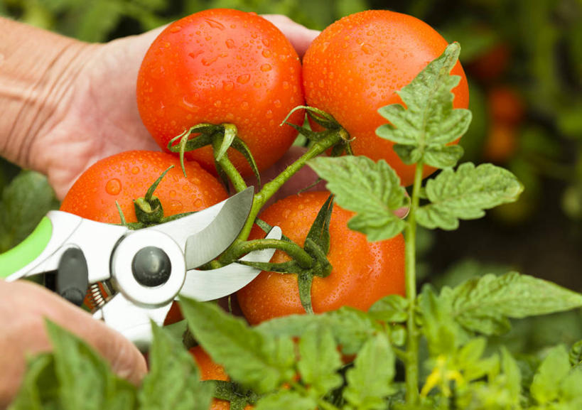 手,一个人,横图,室外,特写,白天,蔬菜,西红柿,叶子,美国,剪刀,拿着,饮食,红色,摄影,生长,收获,部分,亚利桑那,清新,切断,健康食物,彩图