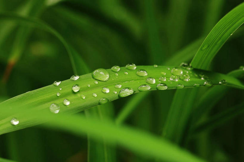 无人,横图,室外,白天,水,叶子,加拿大,水滴,草,绿色,自然,摄影,生长,脆弱,清新,温哥华,彩图