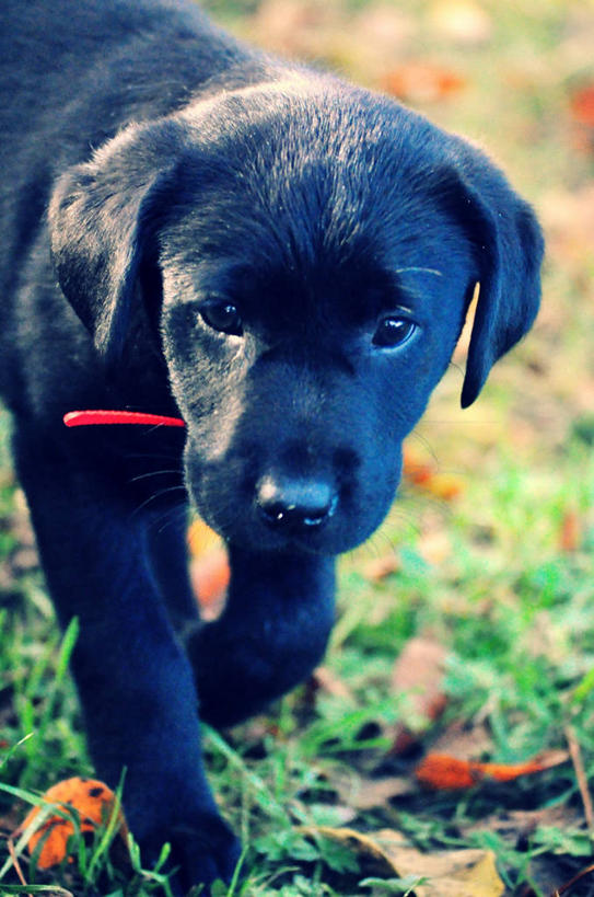 无人,竖图,室外,特写,白天,狗,叶子,美国,小狗,草,黑色,动物,家畜,摄影,拉布拉多犬,俄勒冈州,步行,彩图