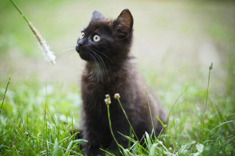 无人,坐,横图,室外,白天,宠物,猫,德国,小的,小猫,草,自然,动物,家畜,放松,摄影,彩图,好奇心