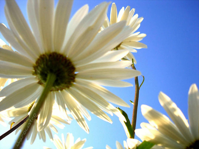 无人,横图,室外,特写,白天,仰视,美景,西班牙,景观,茎,雏菊,花,花瓣,白色,天空,自然,菊花,景色,摄影,脆弱,清新,自然风光,阿利坎特,阿利坎特省,彩图,低角度拍摄