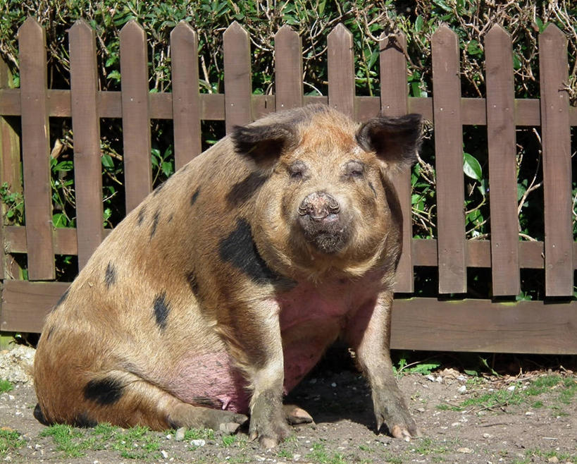 无人,坐,横图,室外,白天,猪,日光,英国,篱笆,放松,摄影,牲畜,彩图