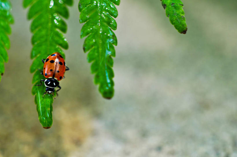 无人,横图,室外,白天,微距,野生动物,瓢虫,叶子,美国,昆虫,摄影,蕨类,德克萨斯,达拉斯市,彩图