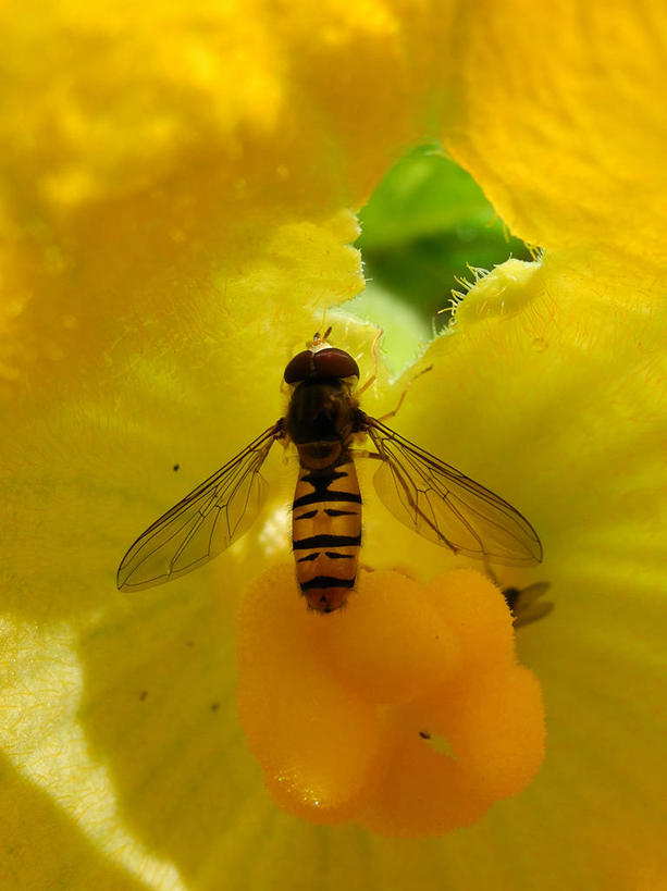无人,坐,竖图,室外,特写,白天,野生动物,英国,盛开,小的,昆虫,花蕾,花,花瓣,花朵,鲜花,一朵,自然,花苞,花蕊,摄影,脆弱,授粉,约克郡,食蚜蝇,胡瓜,彩图