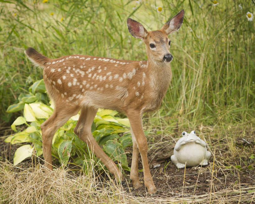 无人,横图,室外,白天,鹿,野生动物,美国,动物,摄影,小鹿,彩图