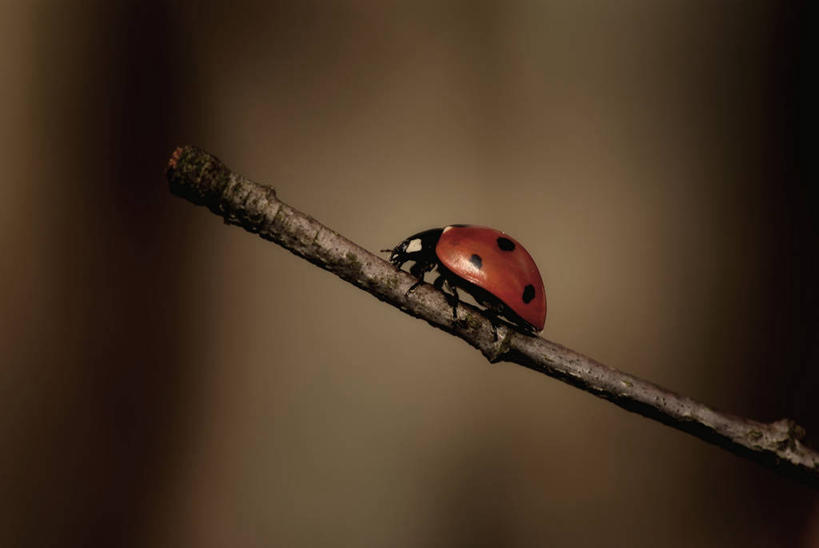 无人,横图,室外,白天,微距,野生动物,瓢虫,英国,昆虫,摄影,嫩枝,彩图