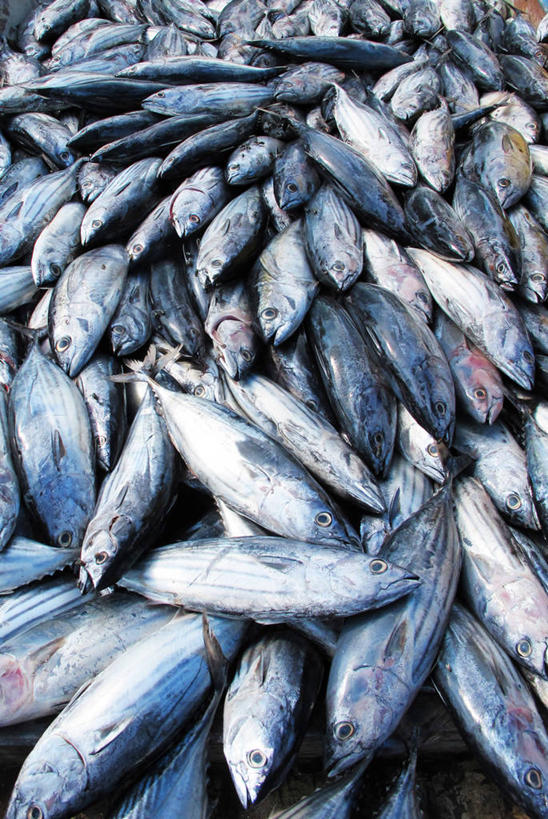 无人,竖图,室外,白天,背景,渔业,马尔代夫,许多,丰富,很多,鲔鱼,鱼类,摄影,清新,海产,彩图,全画面,全框架,全帧,全画幅