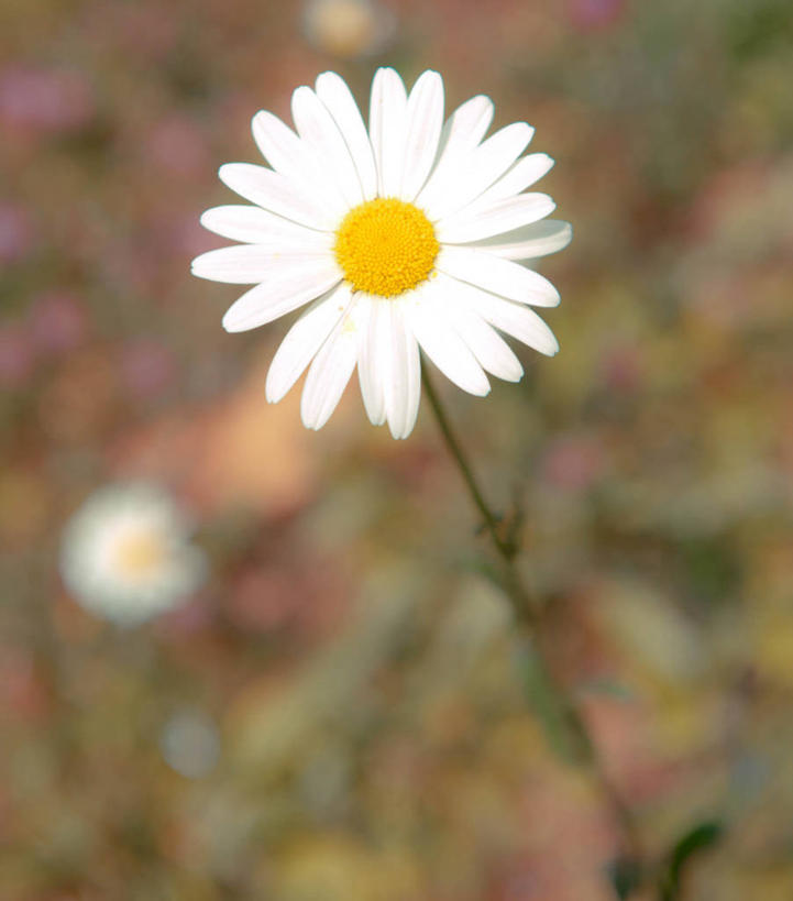 无人,竖图,室外,特写,白天,日光,瑞士,盛开,茎,花蕾,雏菊,花,花瓣,花朵,鲜花,一朵,自然,花苞,花蕊,摄影,生长,脆弱,雄蕊,清新,彩图,沃韦
