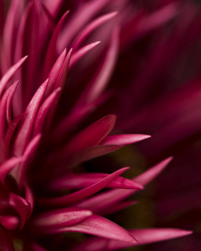 无人,竖图,室外,特写,白天,美国,盛开,非洲雏菊,花蕾,花,花瓣,花朵,鲜花,一朵,红色,自然,花苞,花蕊,摄影,清新,新泽西,彩图