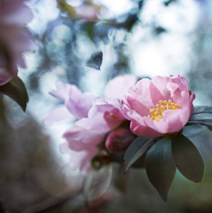 无人,植物园,竖图,室外,特写,白天,叶子,上海,花,花瓣,自然,摄影,脆弱,雄蕊,清新,茶花,彩图