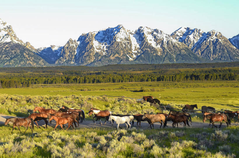 无人,横图,室外,白天,山,山脉,雪山,马,野生动物,美国,一群,许多,地形,很多,天空,自然,摄影,杰克逊霍尔,彩图