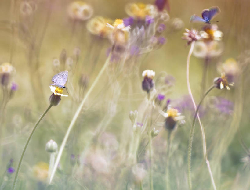 无人,横图,室外,特写,白天,草地,美景,野生动物,蝴蝶,坦桑尼亚,景观,野花,自然,动物,两只,景色,摄影,脆弱,自然风光,柔焦,纯净,彩图,达累斯萨拉姆
