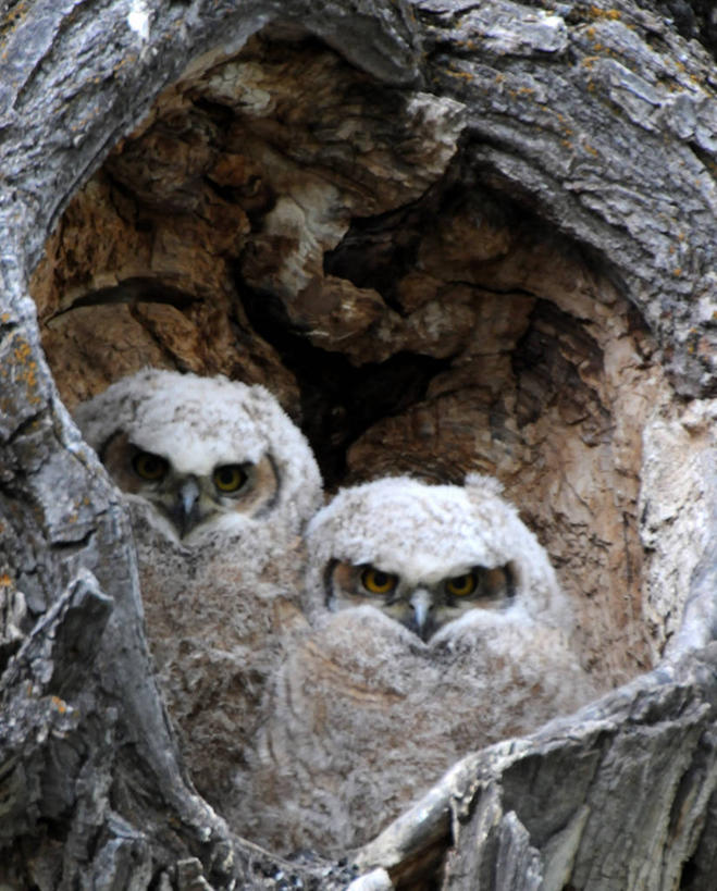 竖图,美国,摄影,怀俄明,杰克逊霍尔