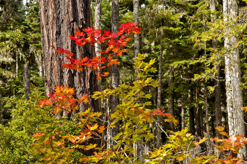 无人,横图,室外,白天,森林,枫树,美国,树,自然,摄影,改变,俄勒冈州,彩图