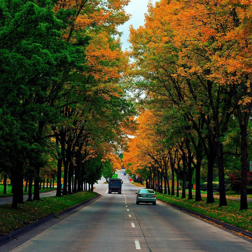 无人,横图,室外,白天,路,汽车,美国,一排,整齐,分界线,树,排列,绿色,天空,自然,橙色,运输,摄影,队列,改变,俄勒冈州,秋天,彩图,林荫大道