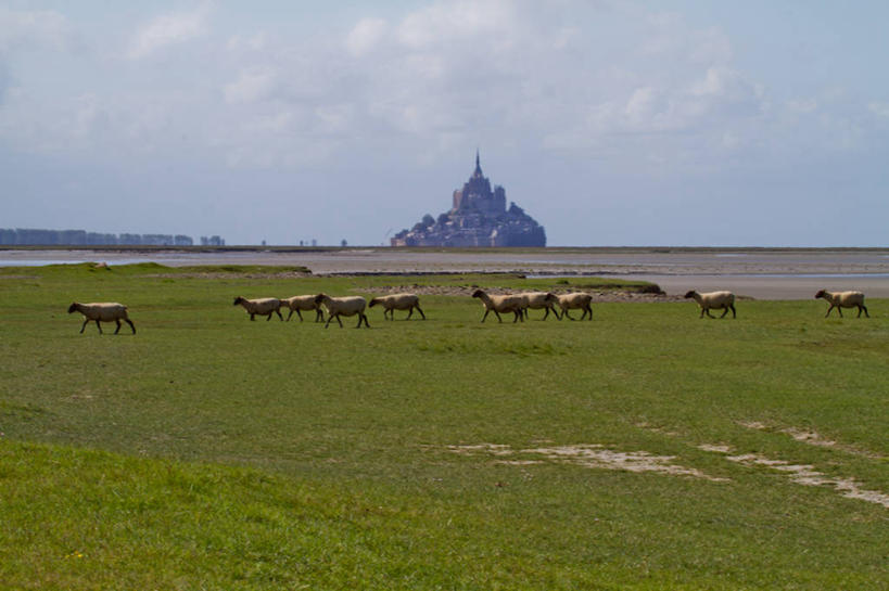 无人,横图,室外,白天,美景,牛,法国,景观,云,天空,自然,动物,家畜,景色,摄影,牲畜,沼泽,自然风光,圣米歇尔山,诺曼底,绵羊,步行,彩图