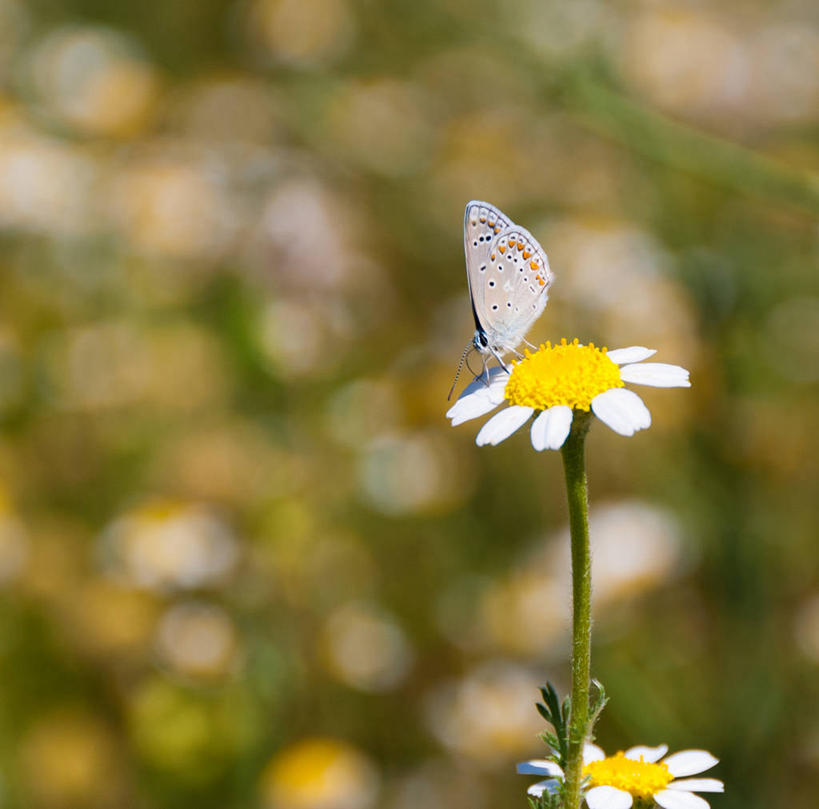无人,横图,室外,特写,白天,野生动物,蝴蝶,西班牙,茎,雏菊,花,花瓣,白色,自然,吸,摄影,脆弱,授粉,彩图