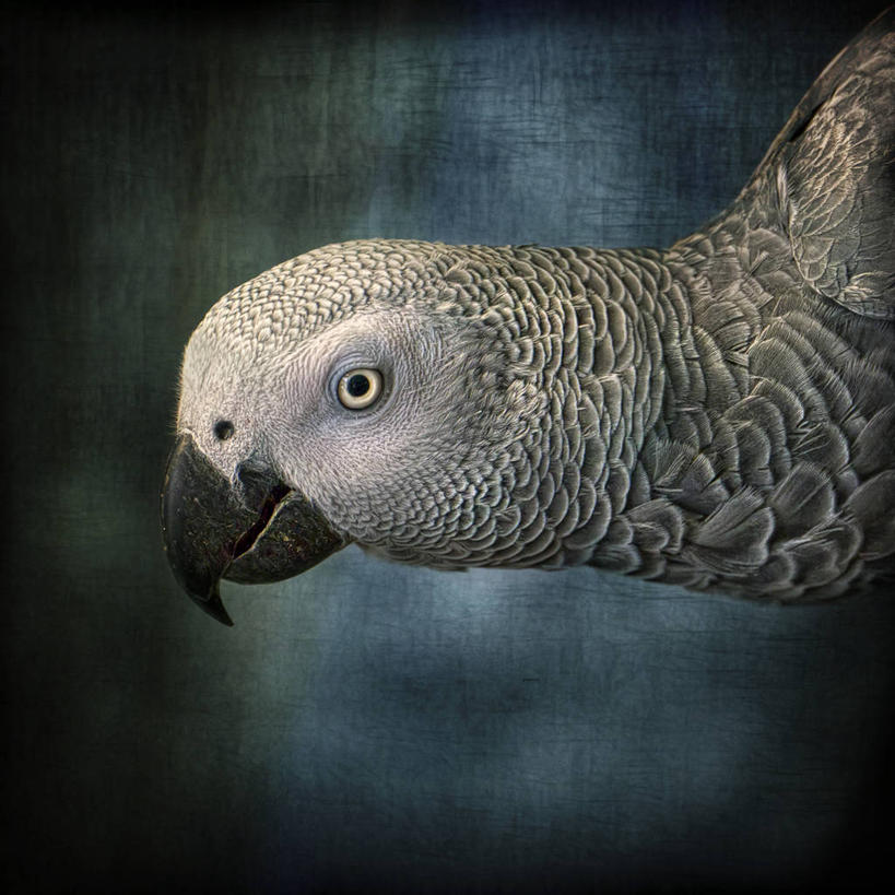 无人,方图,室外,特写,白天,侧面,野生动物,鹦鹉,西班牙,欧洲,纹路,鸟类,纹理,摄影,部分,南欧,肌理,首府,西班牙王国,瓦伦西亚,巴伦西亚,瓦伦西亚自治区,卡斯特利翁省,彩图,卡斯特利翁.德拉普拉纳