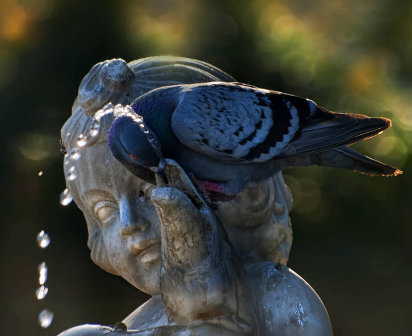无人,横图,室外,特写,白天,水,喷泉,鸽子,野生动物,西班牙,喝,鸟类,雕像,摄影,加泰隆尼亚,塔拉戈纳省,彩图