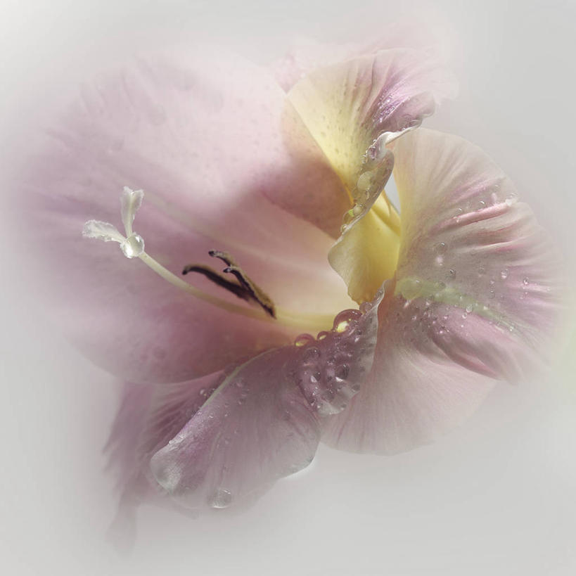 无人,方图,特写,白色背景,加拿大,盛开,水滴,花蕾,花,花瓣,花朵,鲜花,一朵,粉色,花苞,花蕊,雨滴,摄影,剑兰,脆弱,雄蕊,清新,纯净,彩图,影棚拍摄
