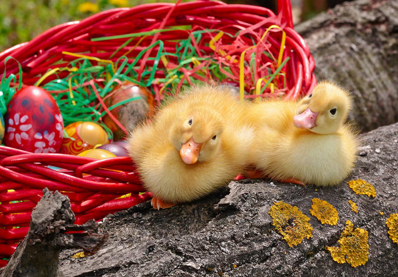 无人,横图,室外,白天,鸟,野生动物,复活节,鸟类,鸭,鸭子,篮子,小鸟,家禽,树干,动物,向上看,两只,摄影,牲畜,水禽,复活节彩蛋,塞尔维亚,彩图