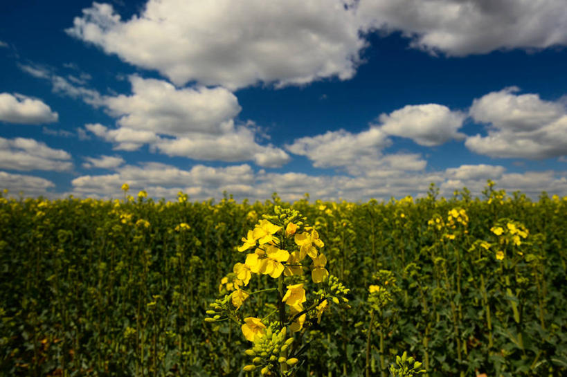 无人,横图,室外,特写,白天,农业,美景,罗马尼亚,景观,田地,云,花,黄色,天空,自然,景色,摄影,生长,宁静,自然风光,彩图,芸苔