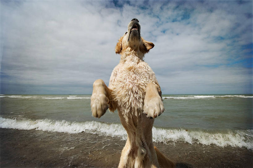 无人,站,横图,室外,白天,海浪,海洋,宠物,狗,德国,湿,云,天空,波浪,家畜,摄影,金毛寻回犬,技能,海滩,彩图