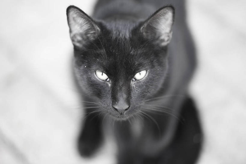 无人,站,横图,竖图,黑白,室内,特写,白天,宠物,猫,西班牙,黑色,家畜,凝视,摄影,肖像,机敏,巴伦西亚省