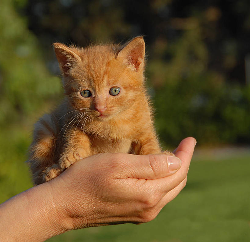 手,一个人,横图,室外,特写,白天,宠物,猫,希腊,田地,小猫,动物,家畜,摄影,部分,运送,肖像,彩图