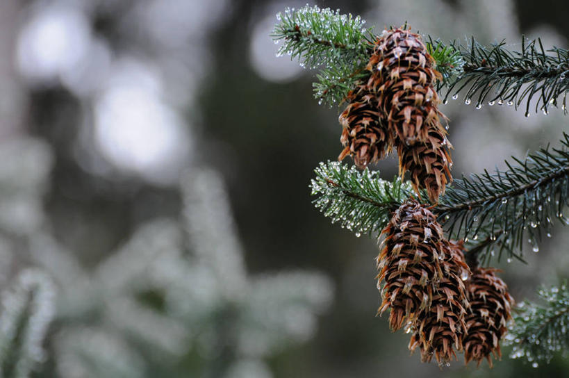 无人,横图,室外,特写,白天,英国,松果,自然,摄影,清新,彩图