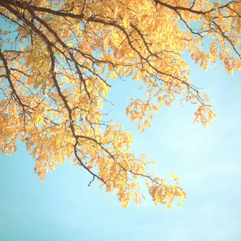 无人,方图,室外,白天,叶子,美国,枝,树,天空,自然,摄影,改变,秋天,彩图