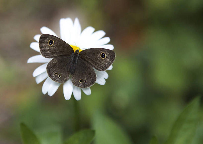 无人,横图,室外,特写,白天,野生动物,蝴蝶,日本,盛开,花蕾,雏菊,花,花瓣,花朵,鲜花,一朵,白色,自然,花苞,花蕊,摄影,脆弱,蛾,千叶,彩图