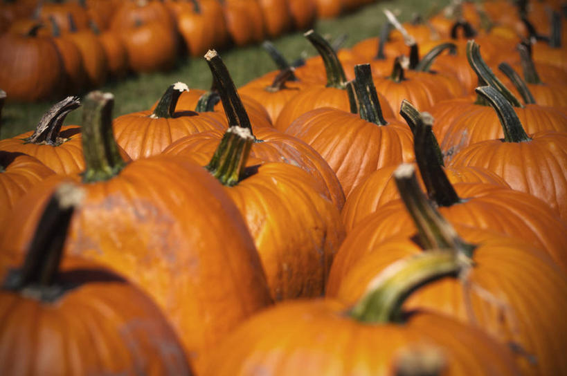 无人,横图,室外,白天,农业,南瓜,蔬菜,美国,一排,许多,丰富,整齐,很多,饮食,排列,摄影,生长,队列,清新,南瓜地,彩图