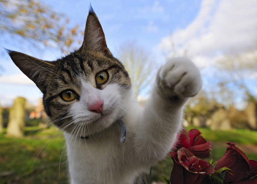 无人,横图,室外,特写,白天,宠物,猫,英国,云,爪子,草,花,天空,墓地,家畜,摄影,部分,肖像,斑纹猫,彩图,好奇心