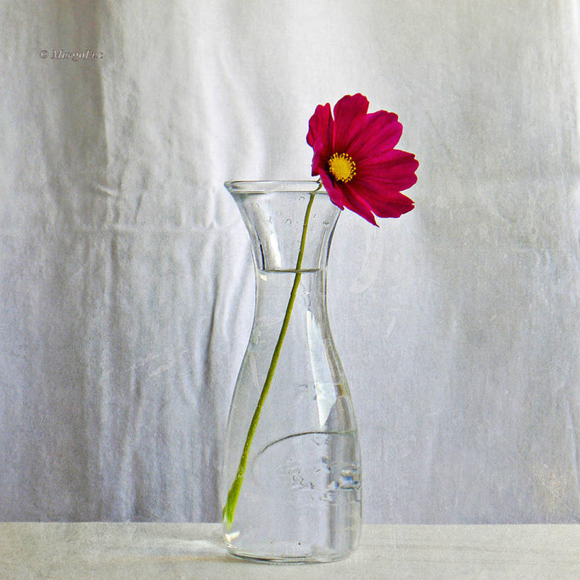 无人,方图,室内,水,桌子,花瓶,意大利,盛开,透明,花蕾,花,花瓣,花朵,鲜花,一朵,花苞,花蕊,摄影,大波斯菊,脆弱,简单,清新,米兰,彩图