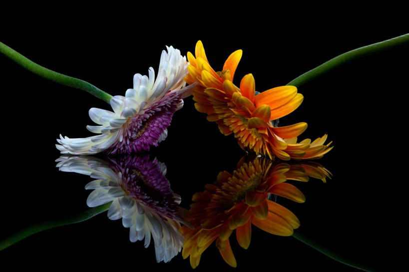 无人,横图,特写,加拿大,黑色背景,反射,花,白色,橙色,摄影,清新,伯灵顿,彩图,影棚拍摄