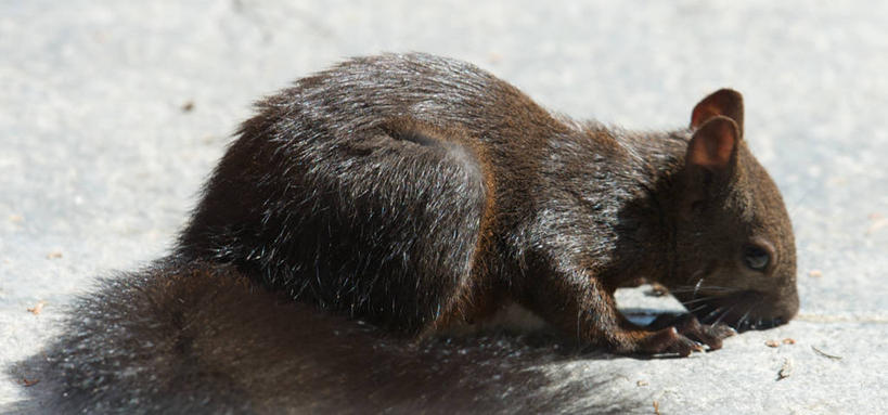 无人,横图,全景,室外,特写,白天,野生动物,瑞士,阴影,松鼠,摄影,彩图