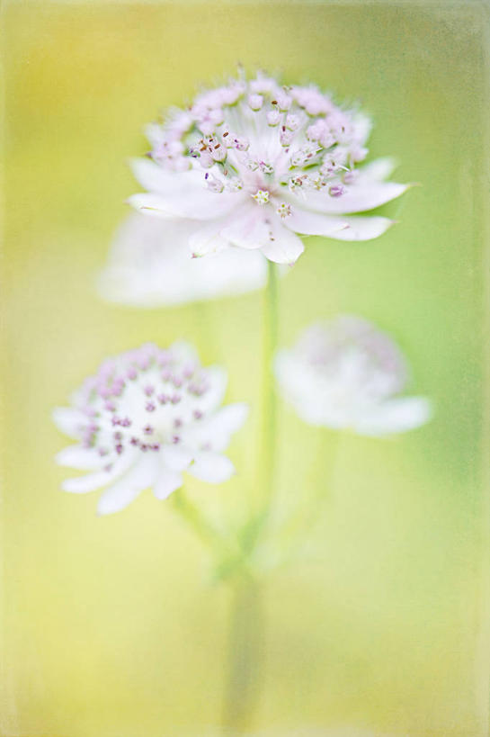 无人,竖图,室外,白天,英国,纹路,纹理,花,花瓣,白色,自然,摄影,脆弱,雄蕊,清新,肌理,白金汉郡,彩图