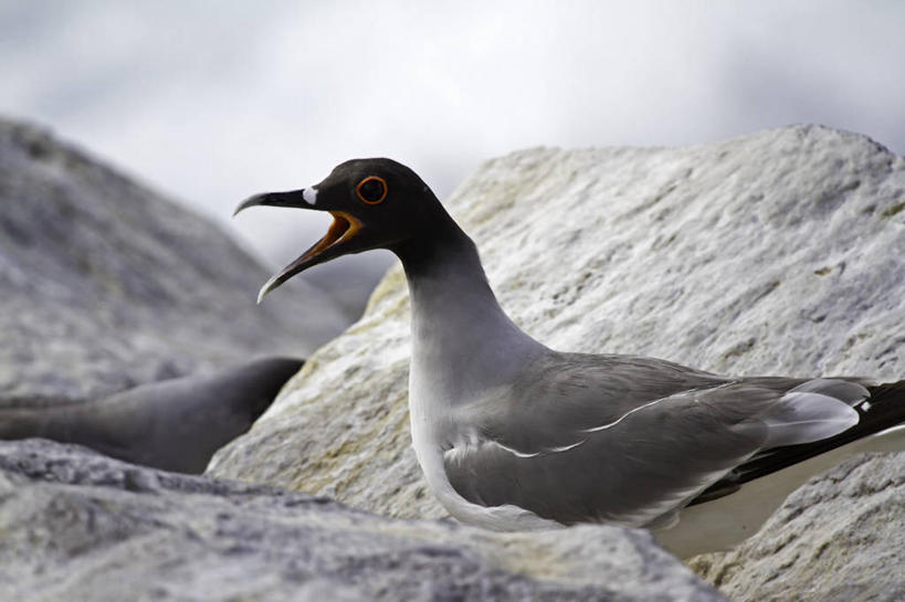 无人,横图,室外,特写,白天,野生动物,厄瓜多尔,鸟类,张嘴,摄影,张大嘴巴,喙,加拉帕戈斯群岛,燕尾鸥,岩石,张开嘴,彩图