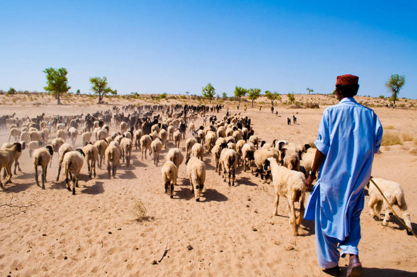 成年人,一个人,横图,室外,白天,巴基斯坦,仅一个男性,一群,许多,放牧,沙子,羊群,很多,拿着,休闲装,树,背面,家畜,摄影,牲畜,绵羊,步行,彩图