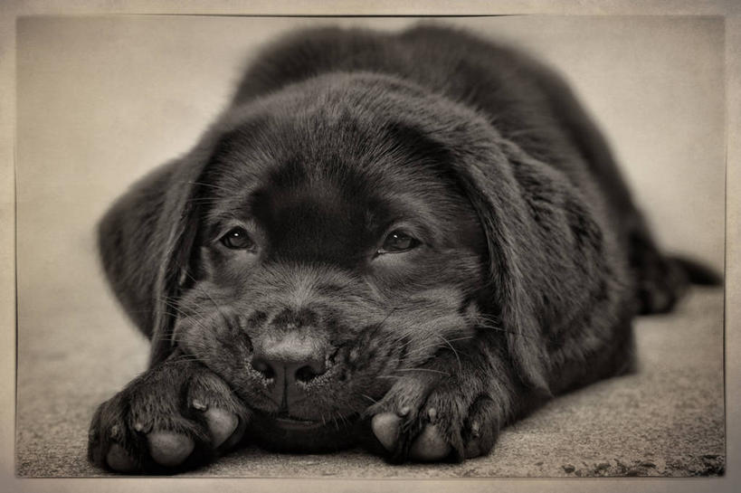 无人,躺,横图,室外,特写,白天,宠物,狗,美国,小狗,黑色,动物,家畜,放松,摄影,拉布拉多犬,马萨诸塞,彩图