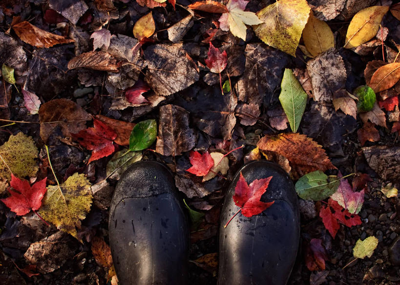 一个人,横图,室外,白天,枫树,叶子,美国,雨鞋,自然,摄影,保护,部分,改变,足,纽约州,秋天,彩图