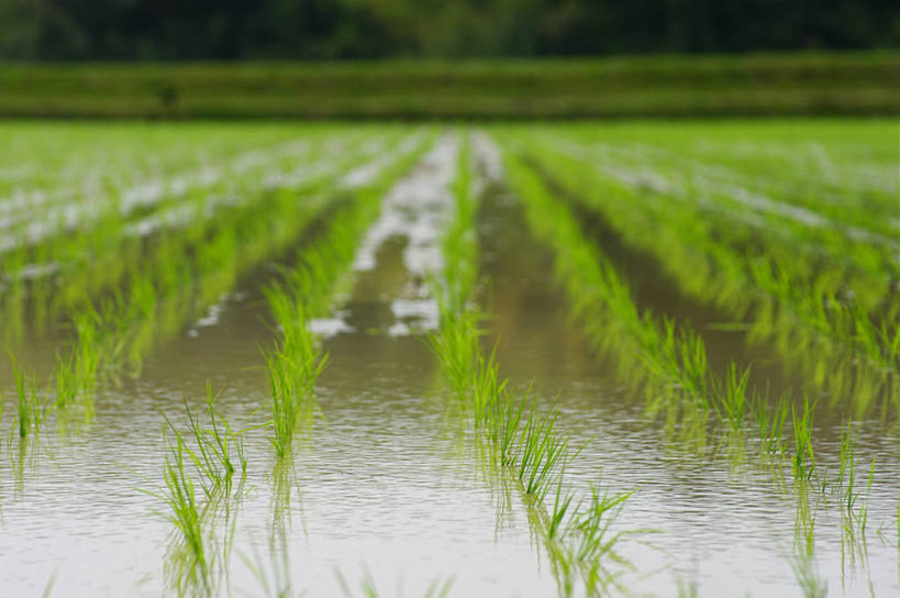 无人,横图,室外,白天,农业,农作物,水,日本,一排,整齐,田地,排列,绿色,自然,摄影,生长,队列,三重县,彩图
