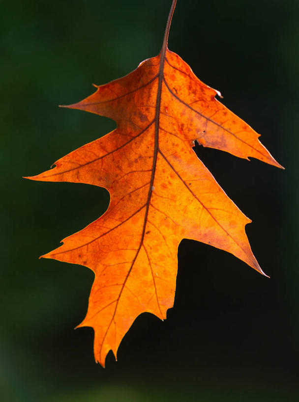 无人,竖图,室外,特写,白天,叶子,英国,一个,自然,橙色,摄影,单个,改变,橡树叶,叶脉,秋天,彩图