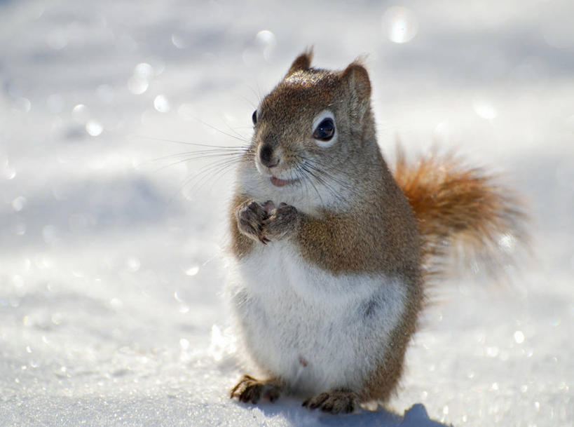 无人,坐,横图,室外,白天,雪,野生动物,加拿大,松鼠,寒冷,摄影,彩图