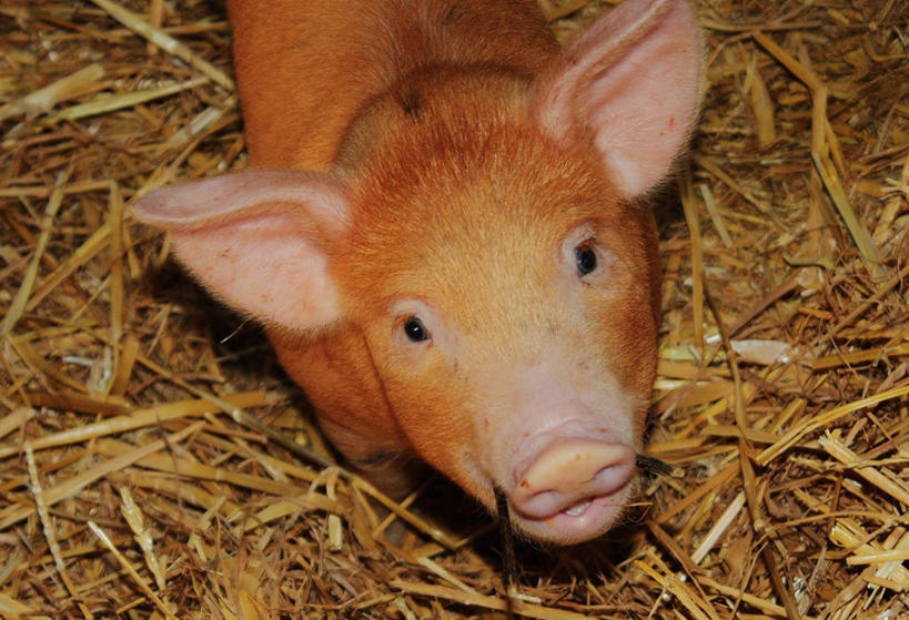 无人,横图,俯视,室外,特写,夜晚,猪,英国,干草,小猪,动物,家畜,摄影,牲畜,肖像,彩图,高角度拍摄,好奇心